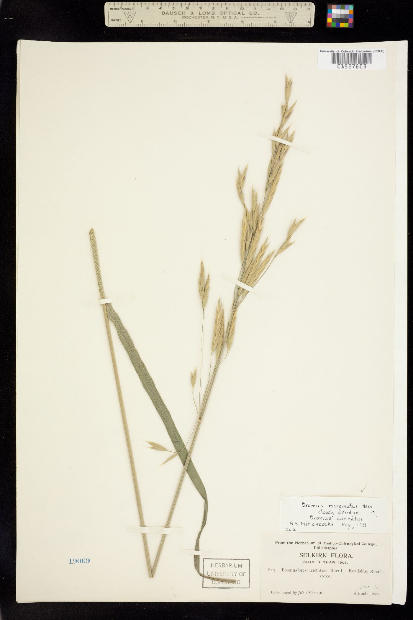 Dichanthelium image