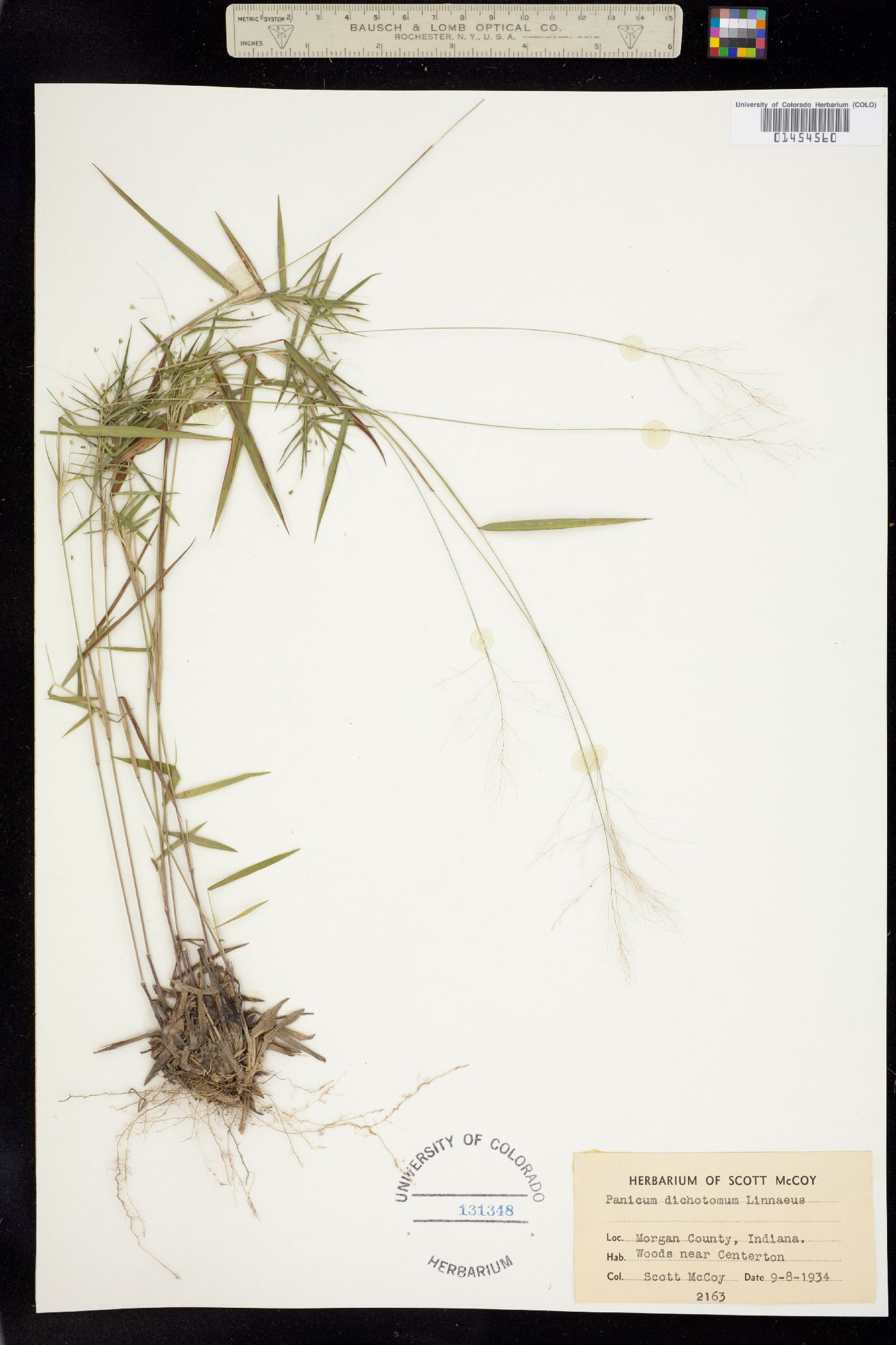 Dichanthelium dichotomum image