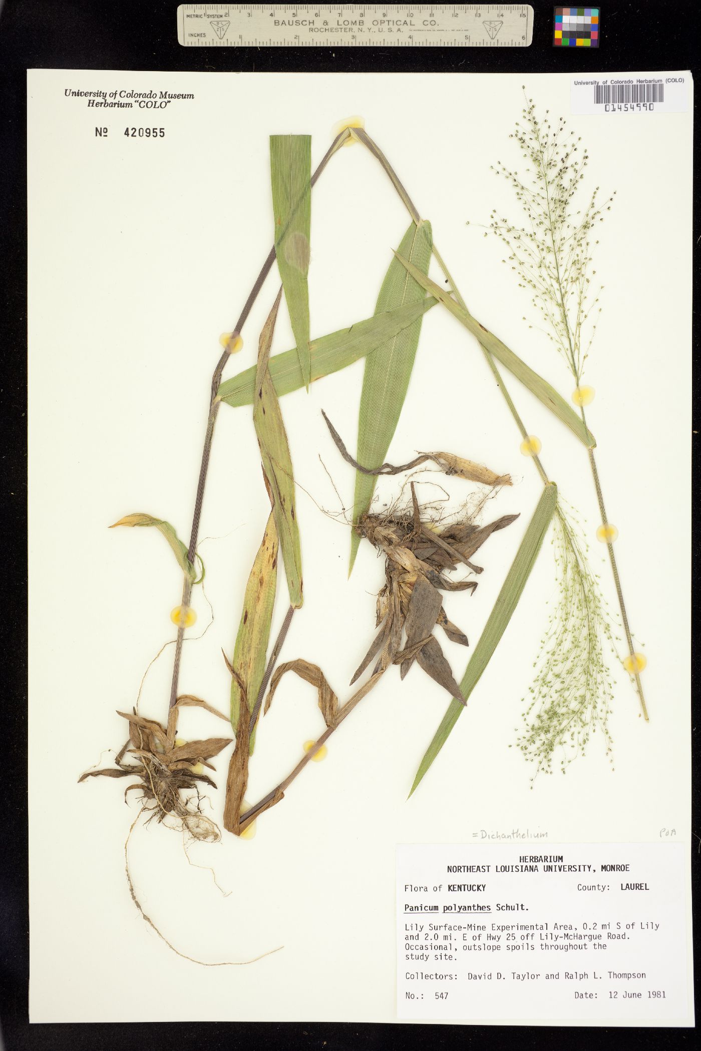 Dichanthelium polyanthes image