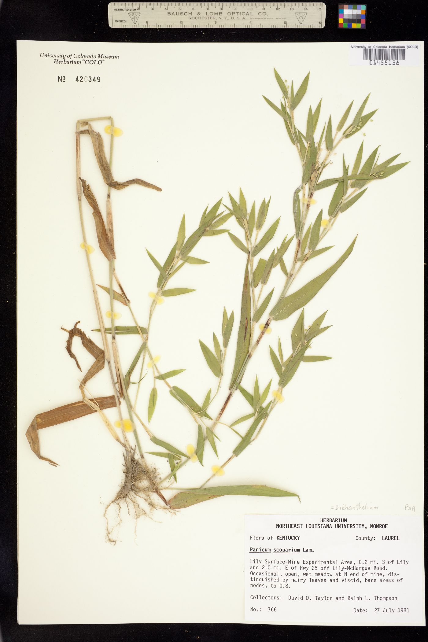 Dichanthelium scoparium image