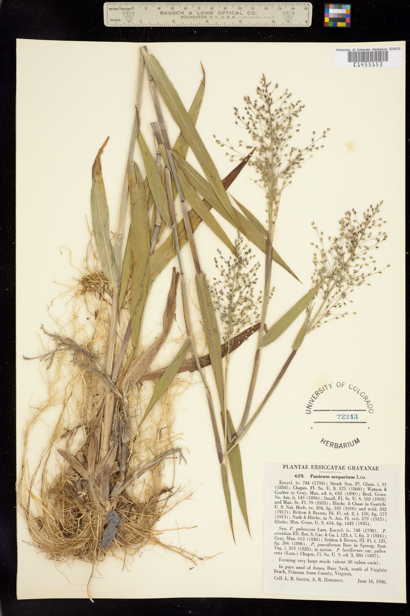Dichanthelium scoparium image