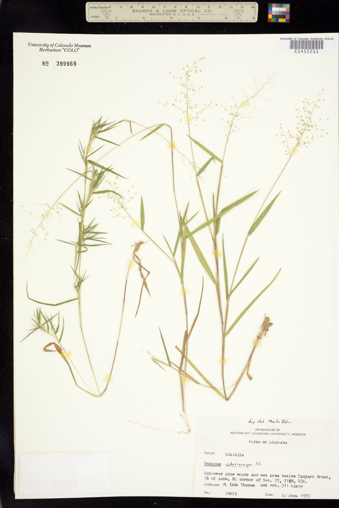 Dichanthelium sphaerocarpon image