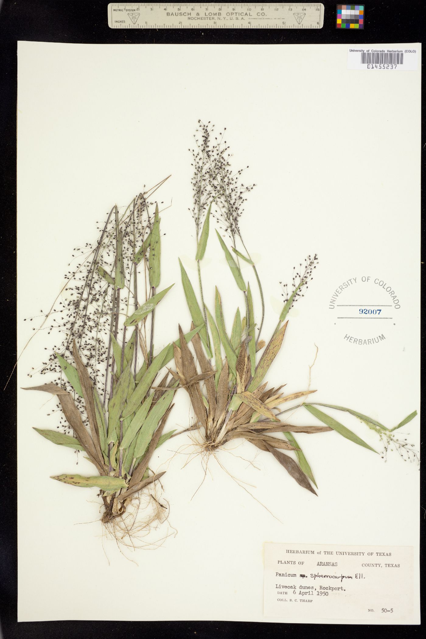 Dichanthelium sphaerocarpon image