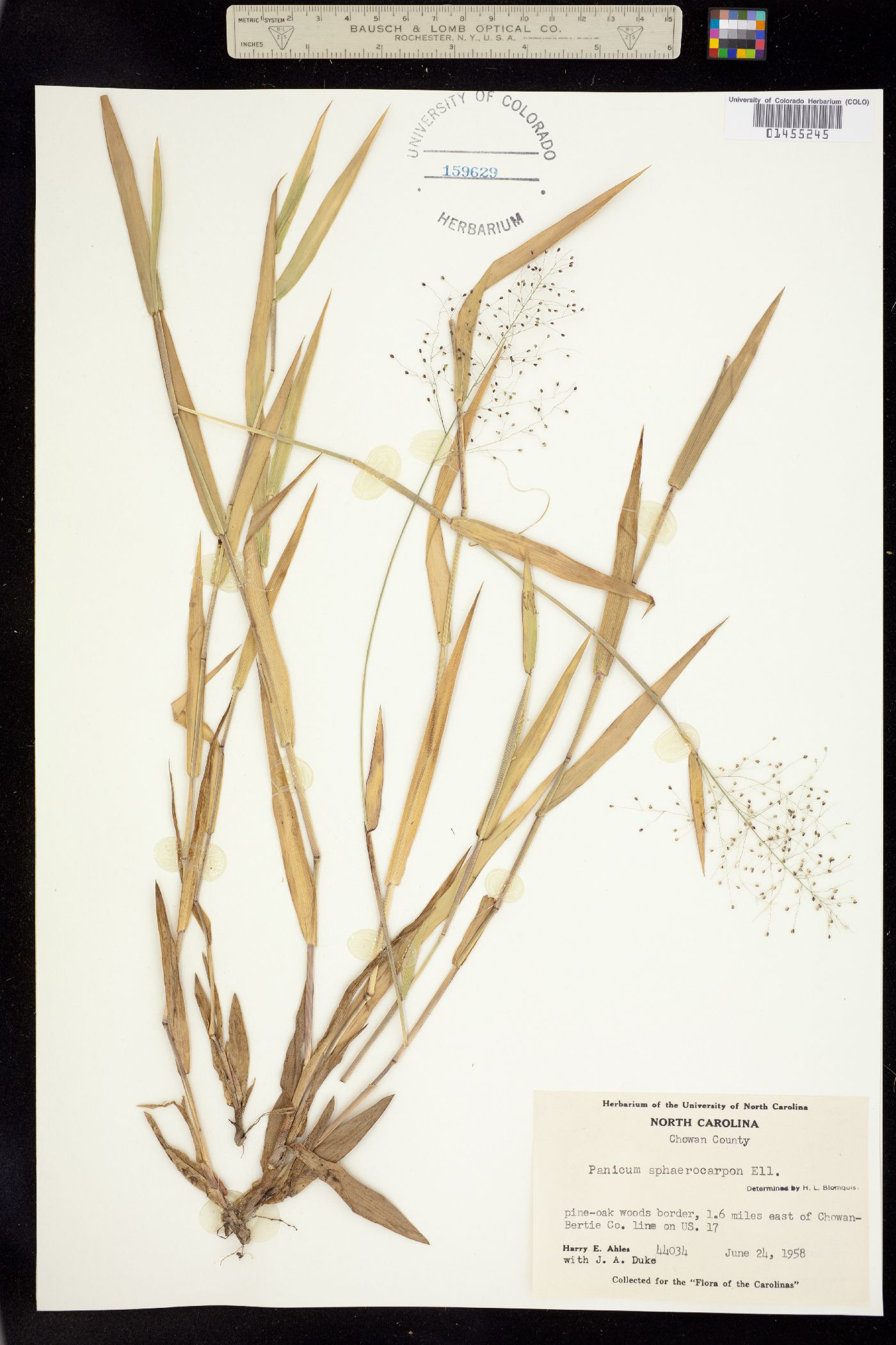 Dichanthelium sphaerocarpon image