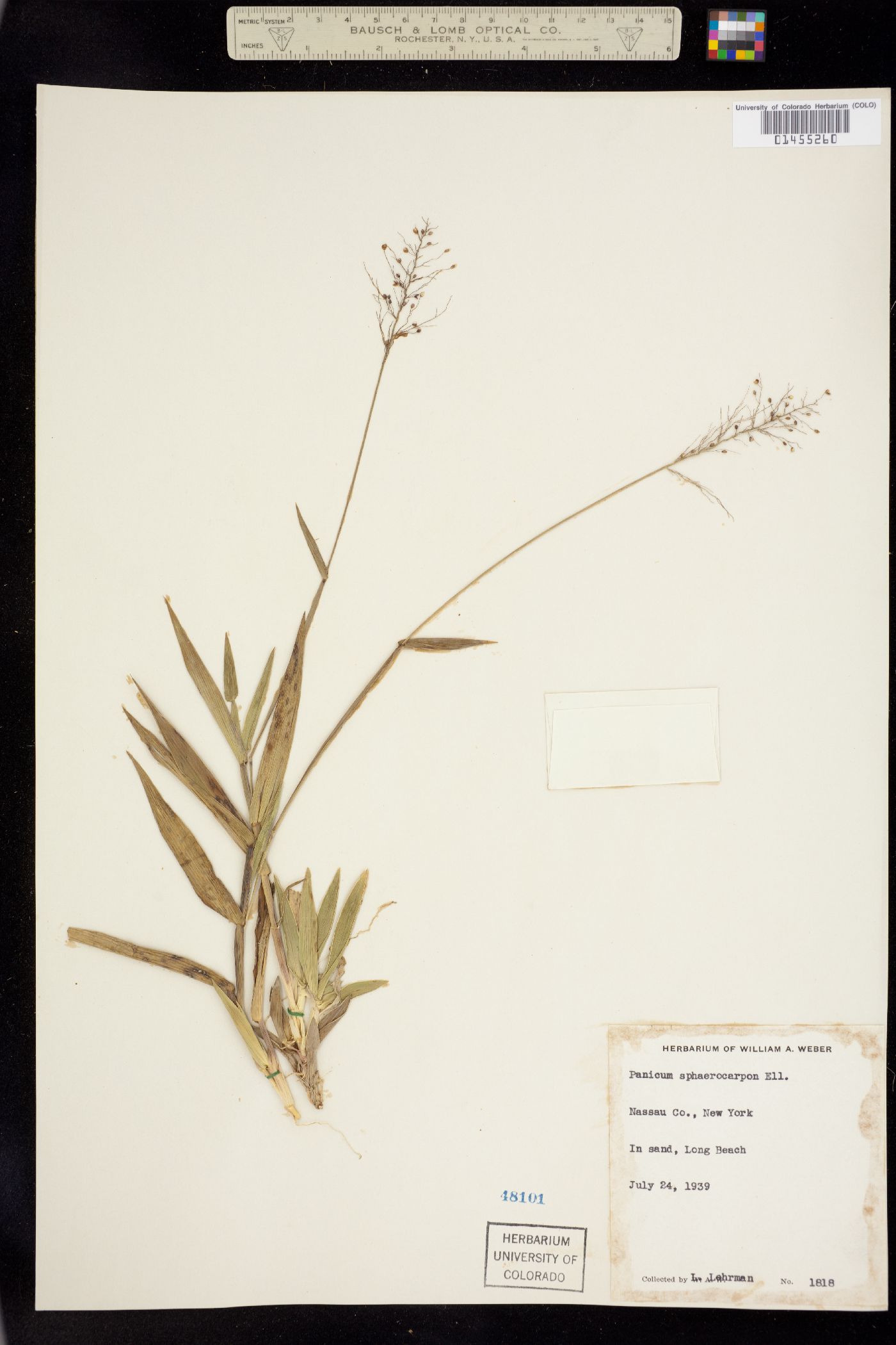 Dichanthelium sphaerocarpon image