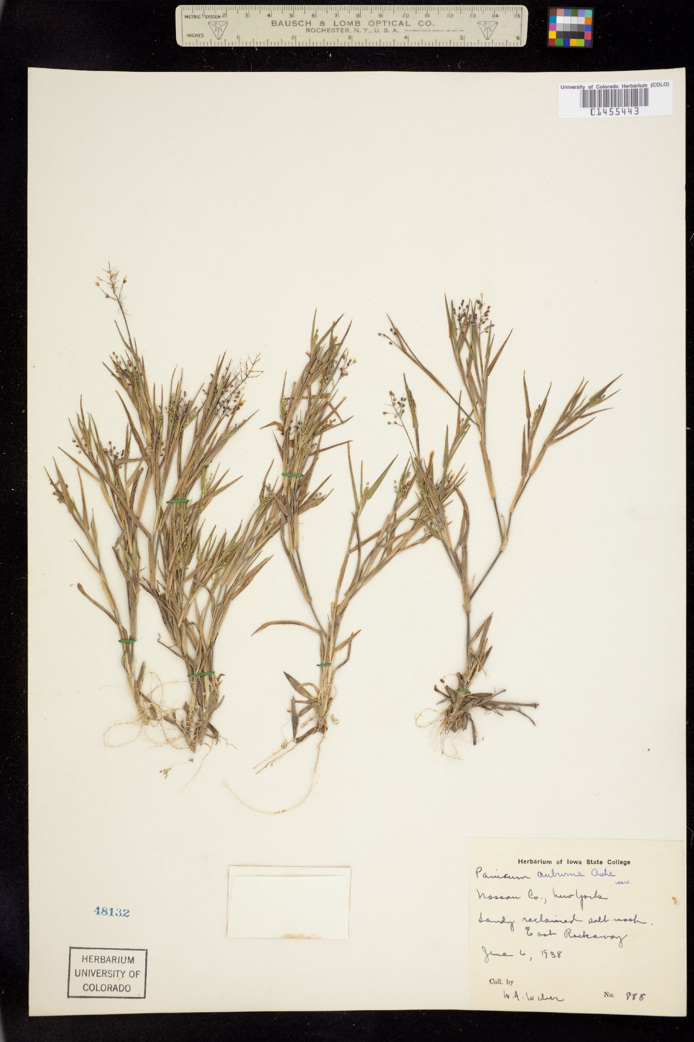 Dichanthelium acuminatum subsp. acuminatum image