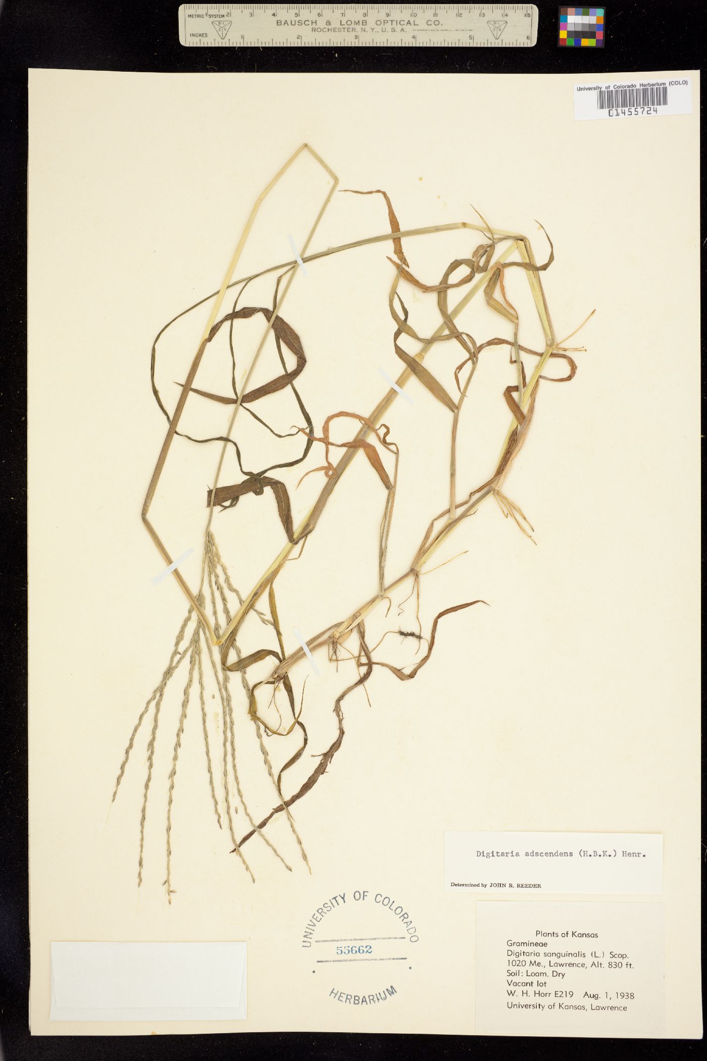 Digitaria ciliaris image