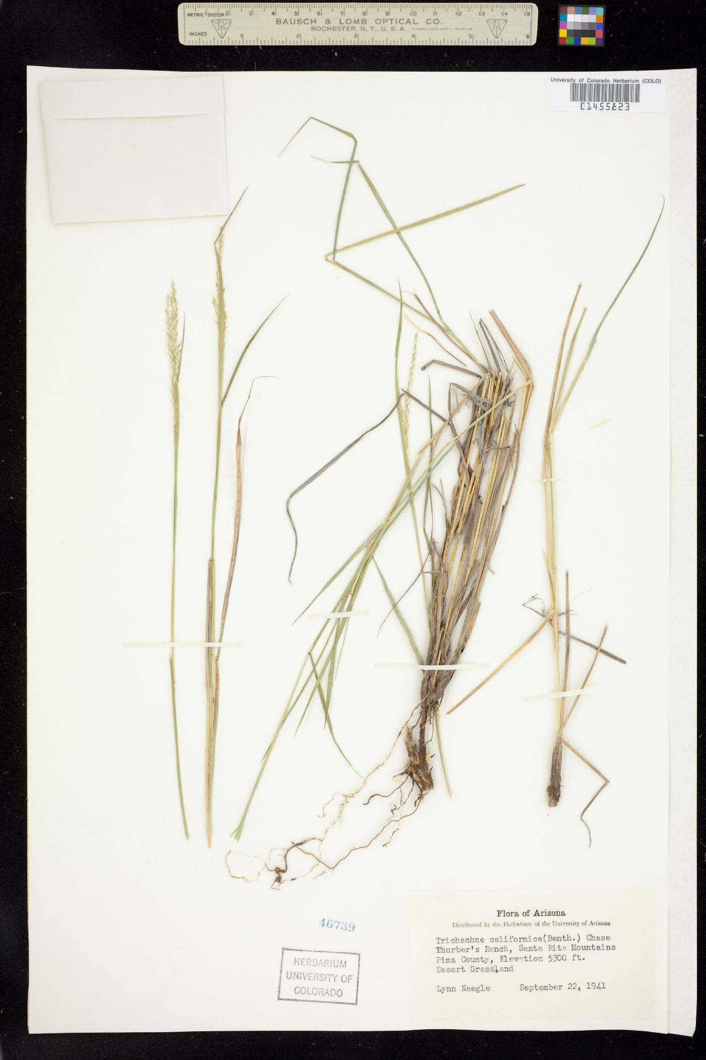 Digitaria californica image