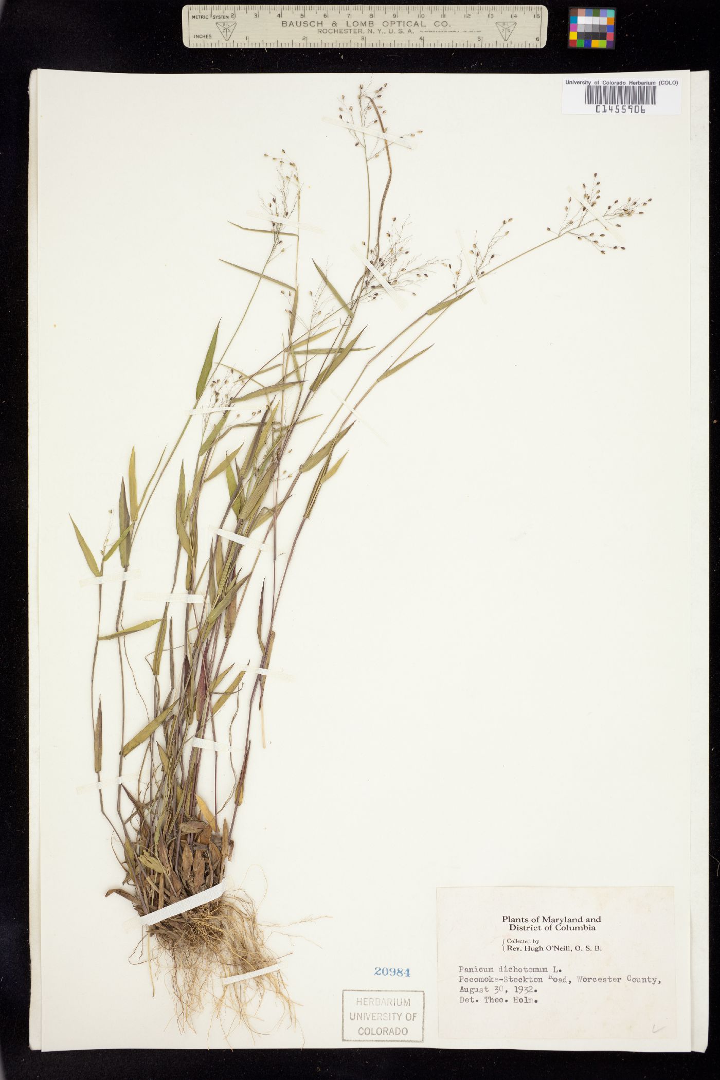 Dichanthelium dichotomum image