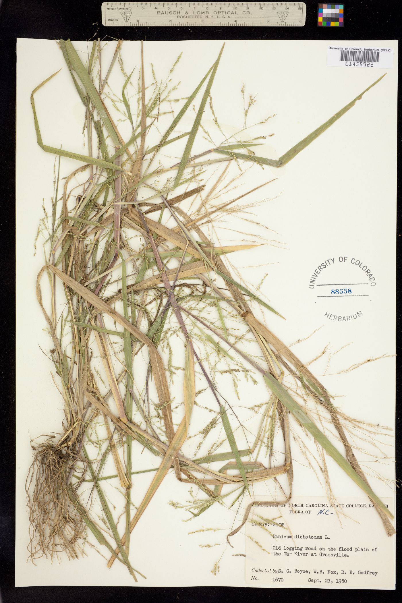 Dichanthelium dichotomum image