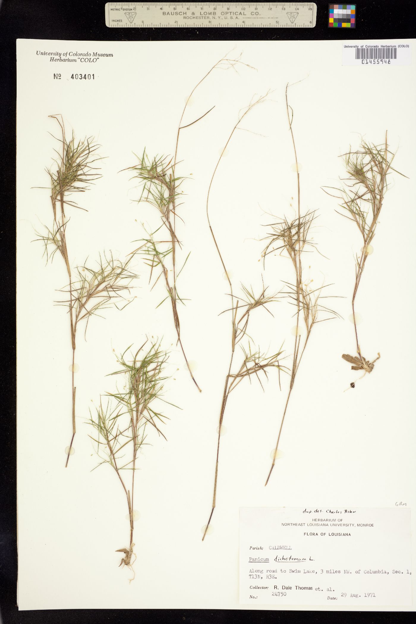 Dichanthelium dichotomum image