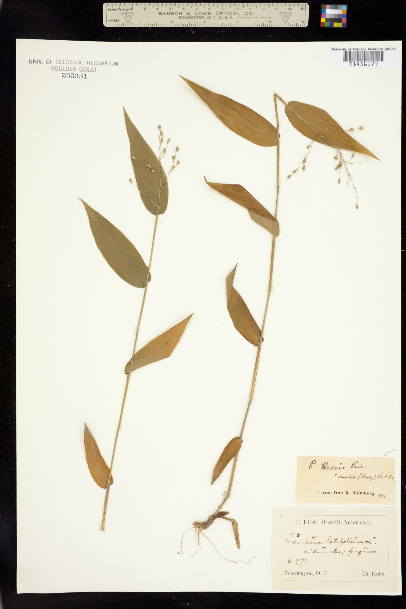Dichanthelium latifolium image