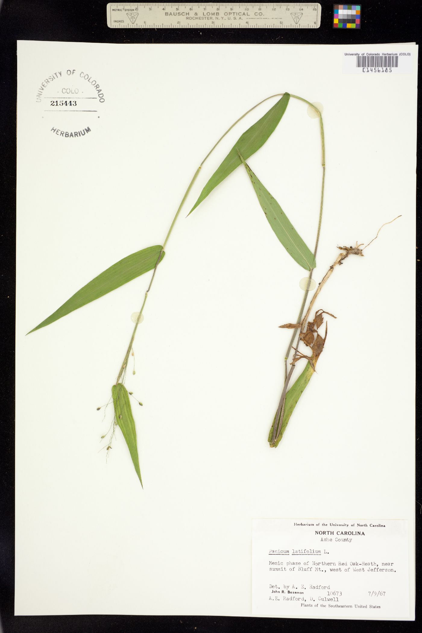 Dichanthelium latifolium image