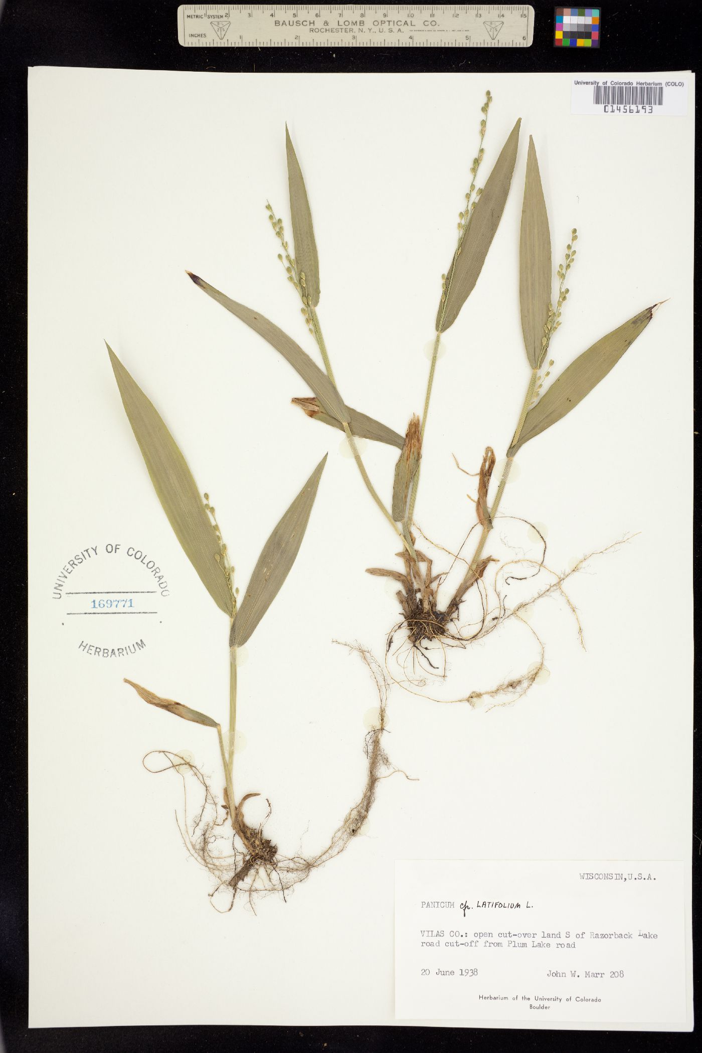 Dichanthelium latifolium image