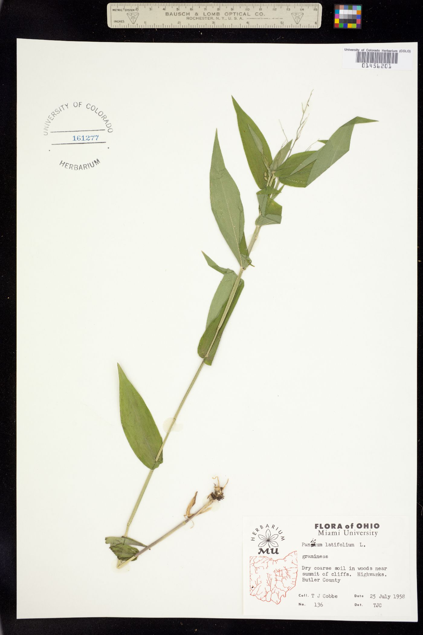 Dichanthelium latifolium image