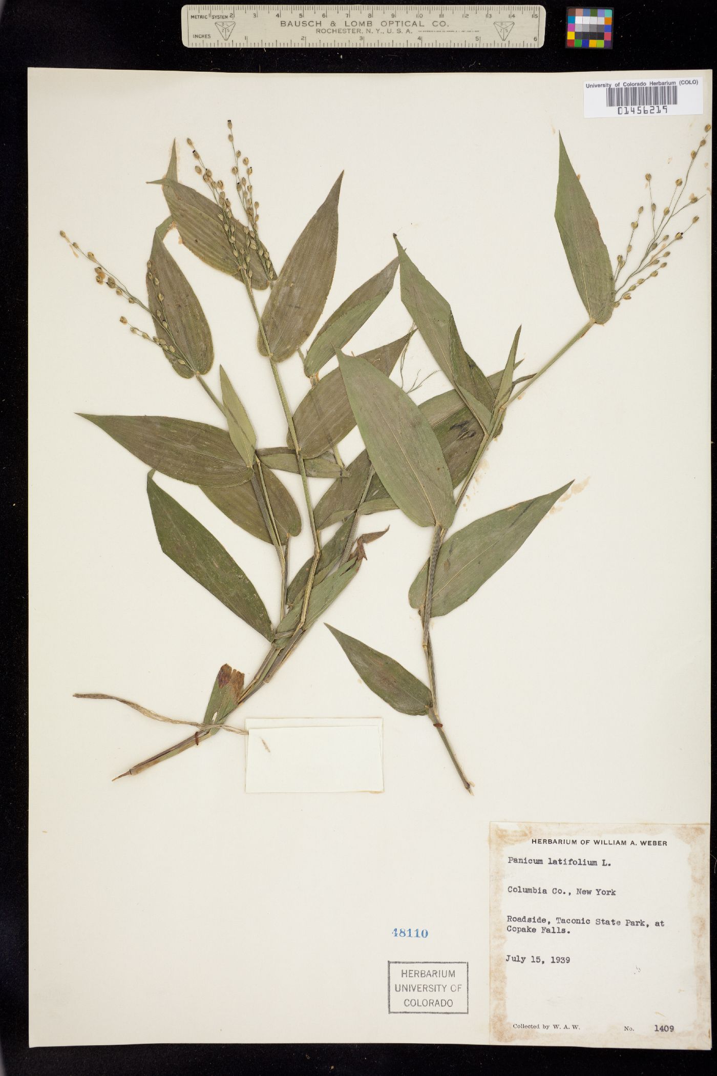 Dichanthelium latifolium image