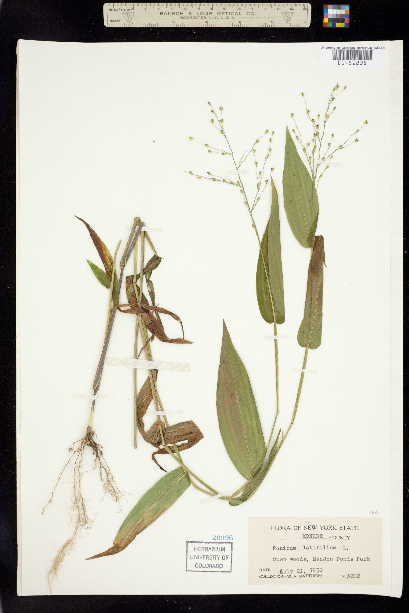 Dichanthelium latifolium image