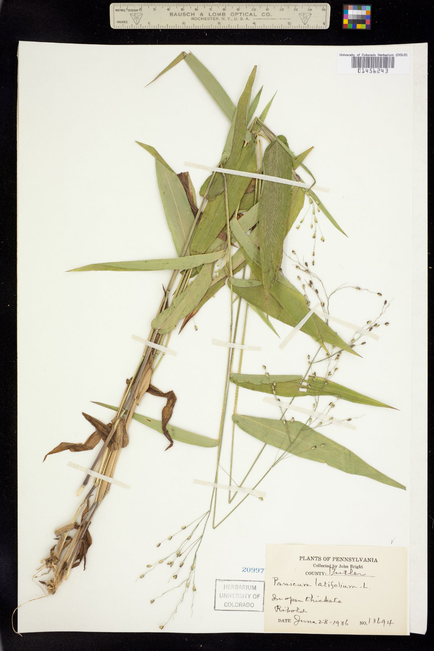 Dichanthelium latifolium image