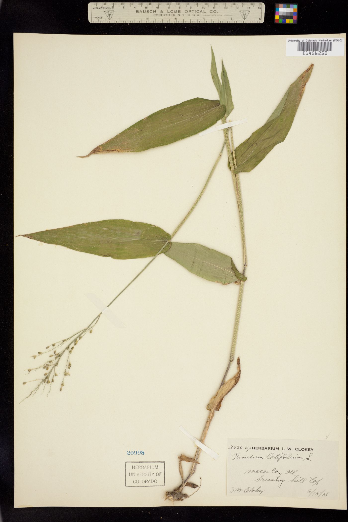 Dichanthelium latifolium image