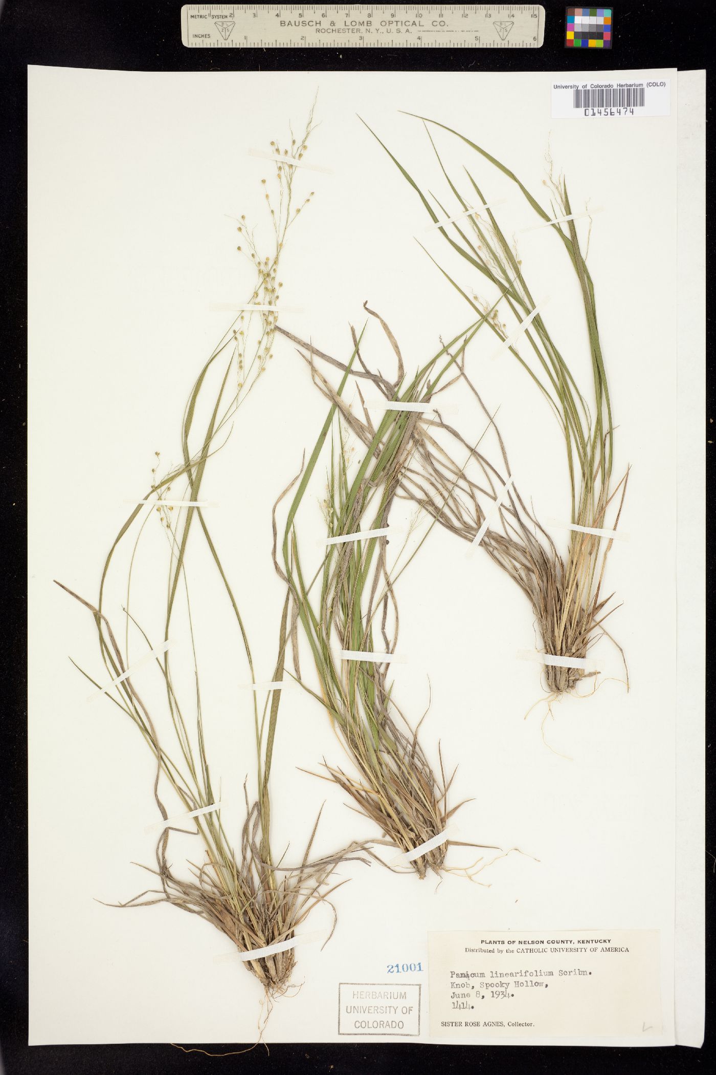 Dichanthelium linearifolium image