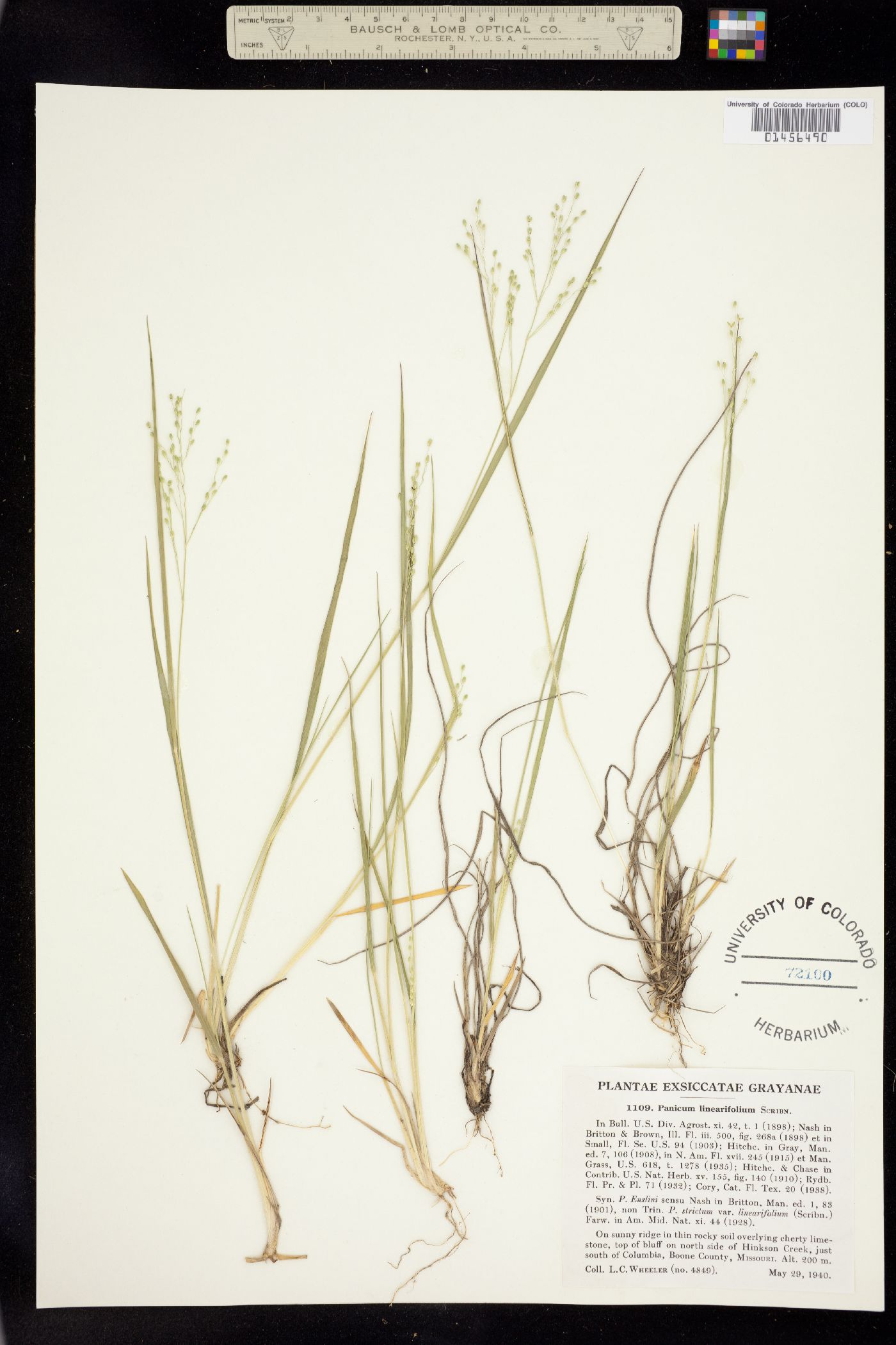 Dichanthelium linearifolium image