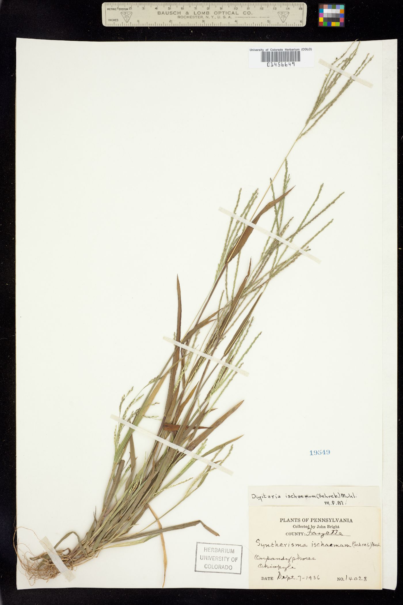 Digitaria ischaemum image