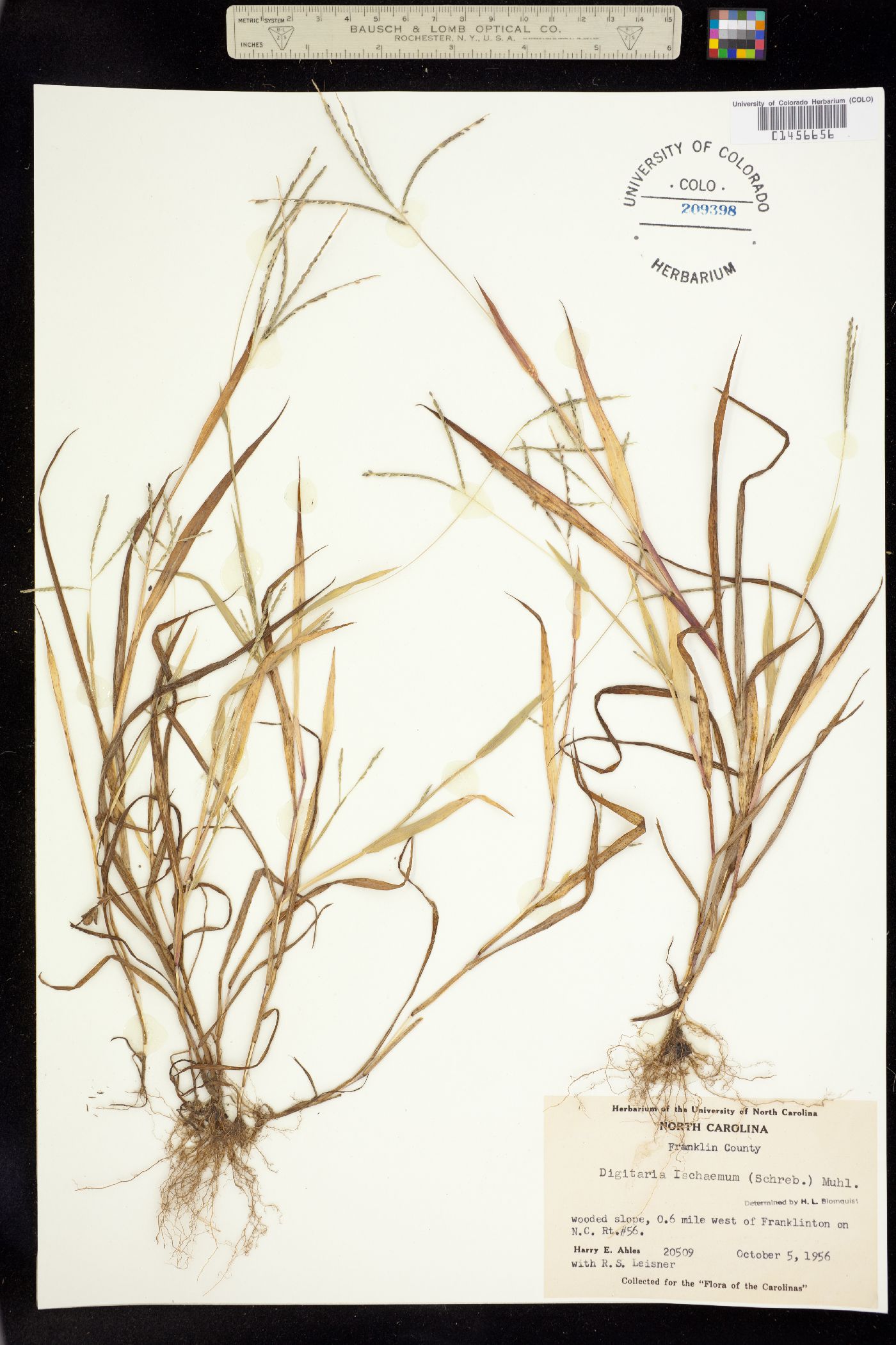 Digitaria ischaemum image