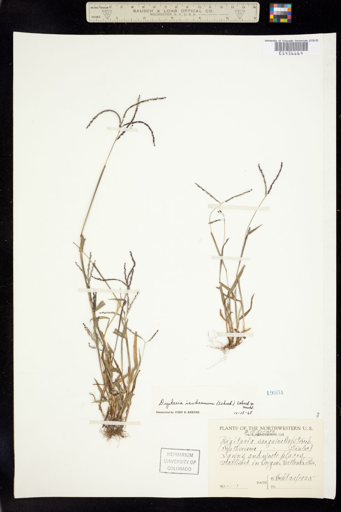 Digitaria ischaemum image