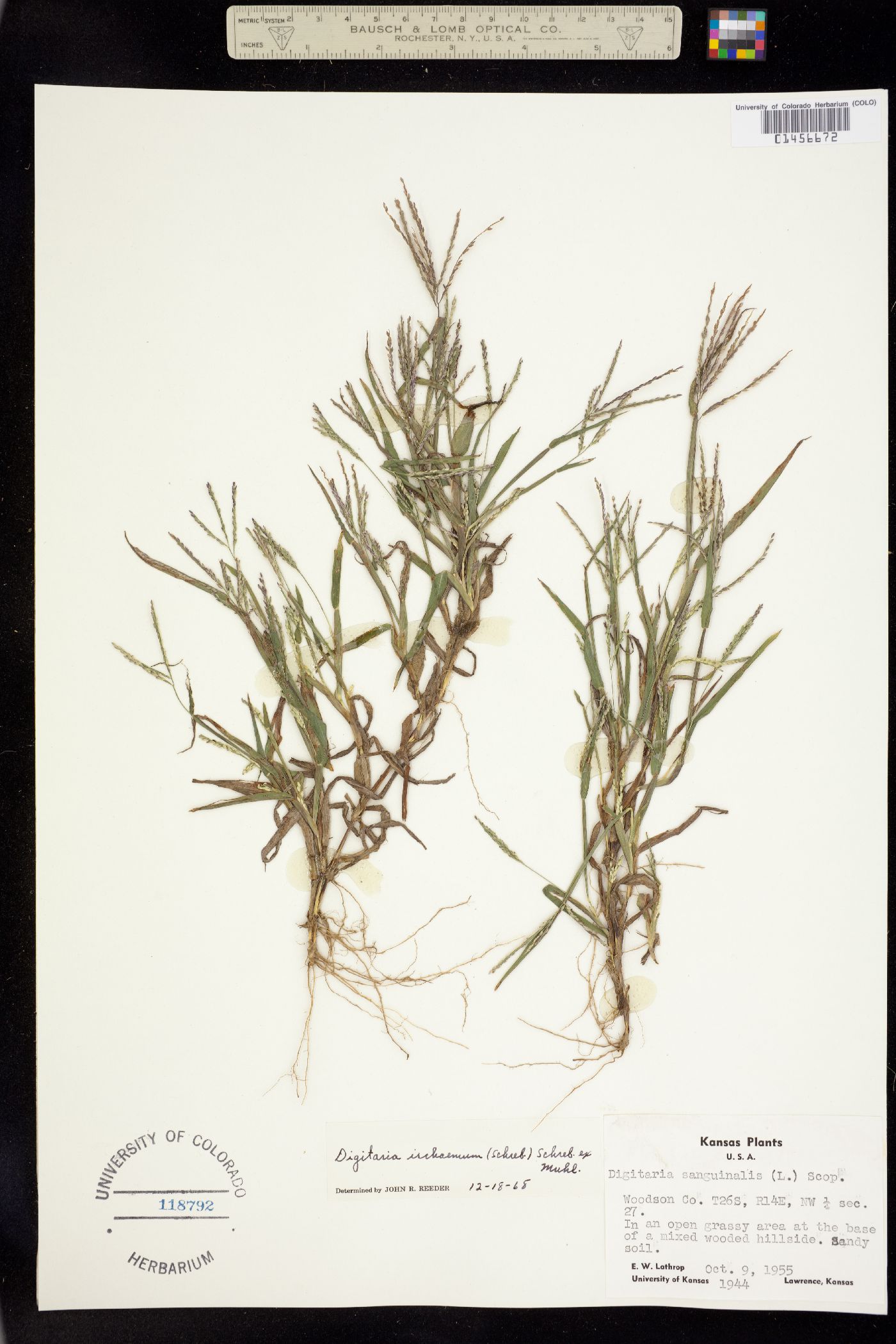 Digitaria ischaemum image