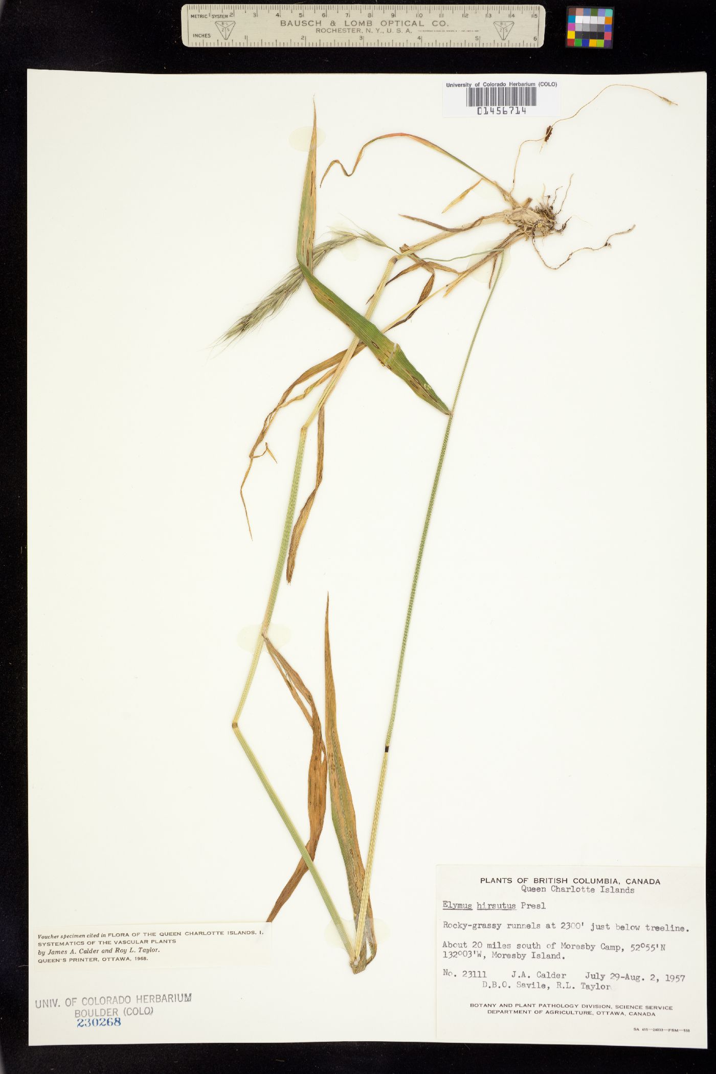 Elymus hirsutus image