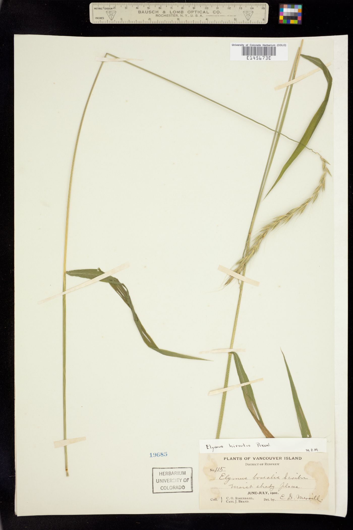 Elymus hirsutus image