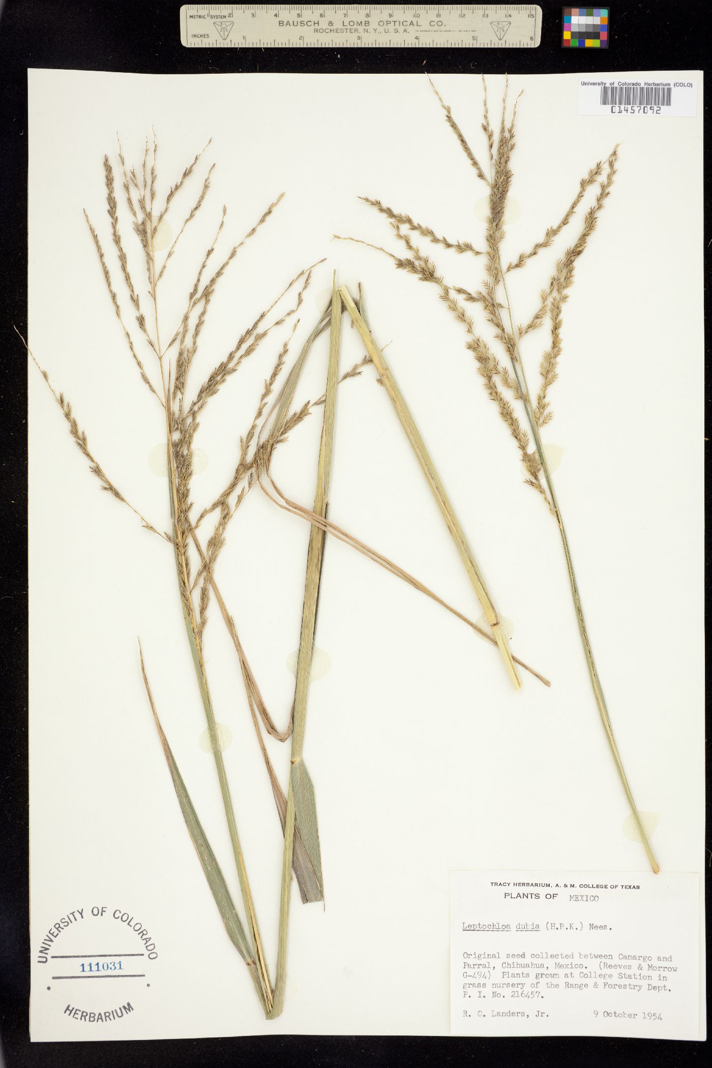 Leptochloa dubia image