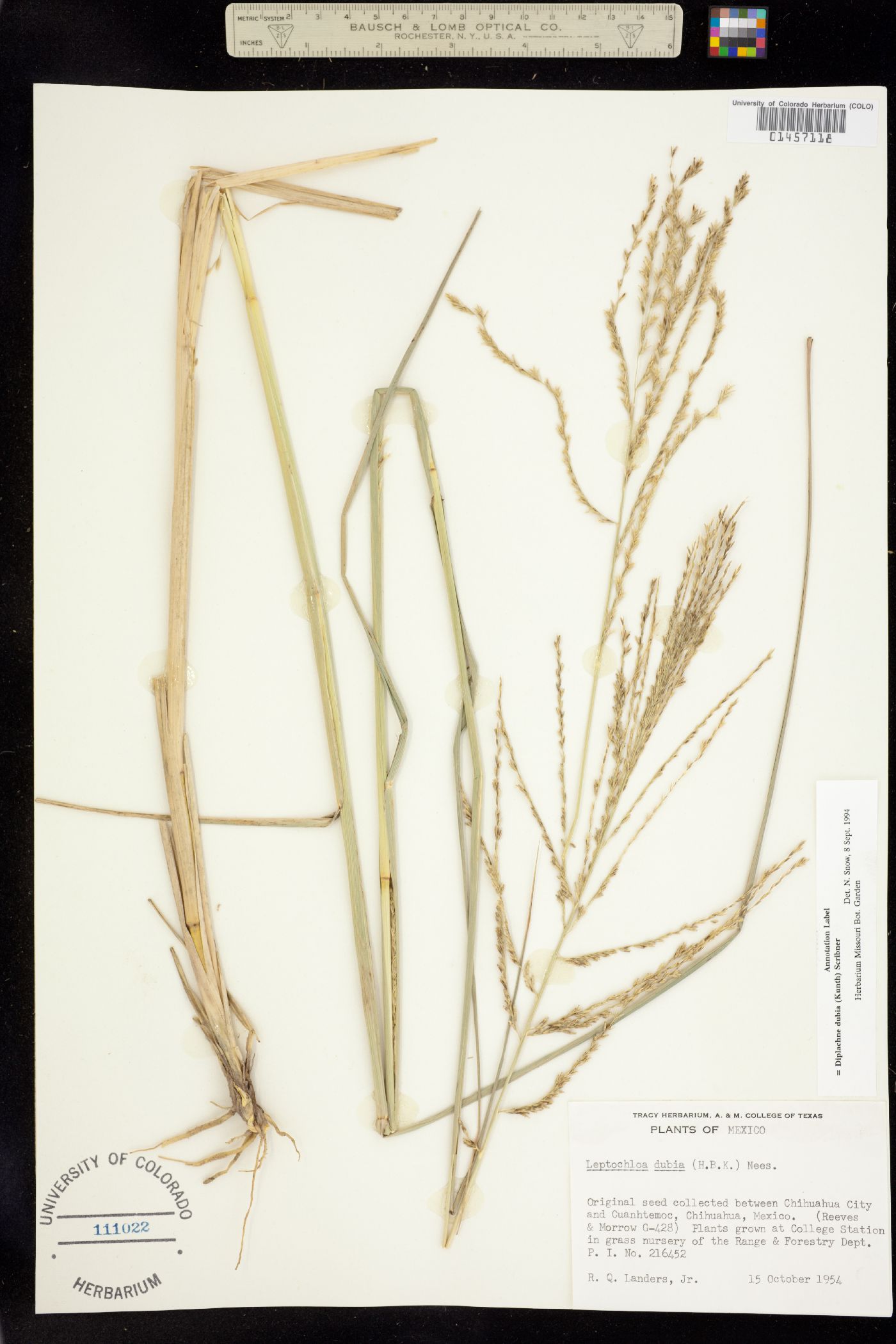 Leptochloa dubia image