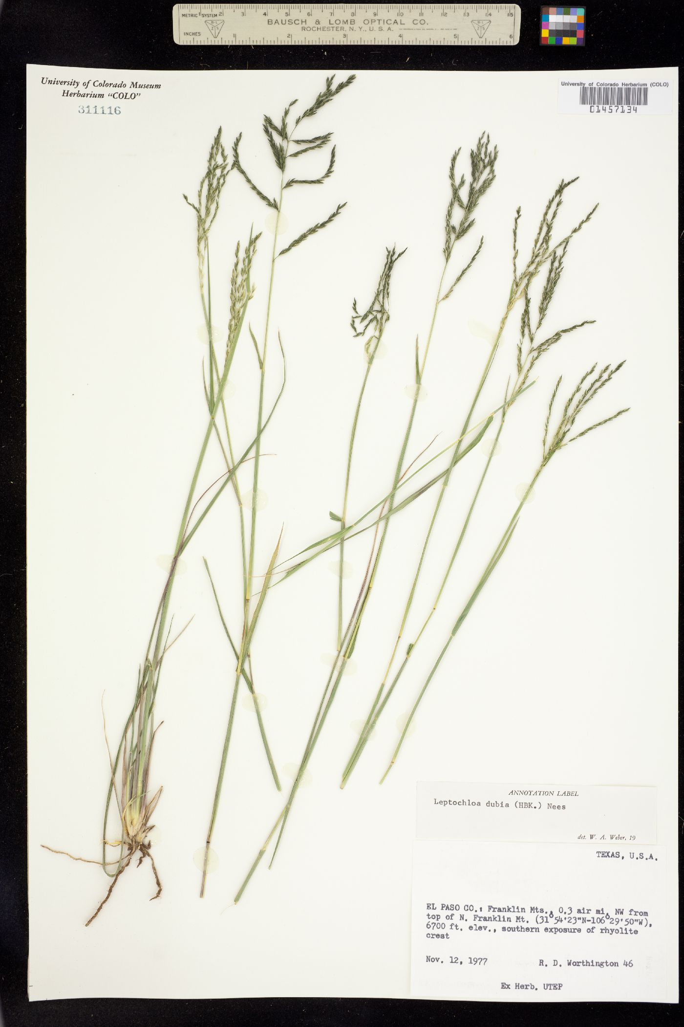 Leptochloa dubia image