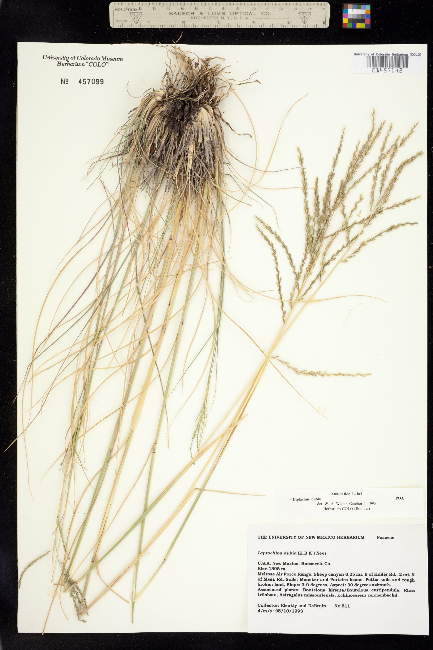 Leptochloa dubia image