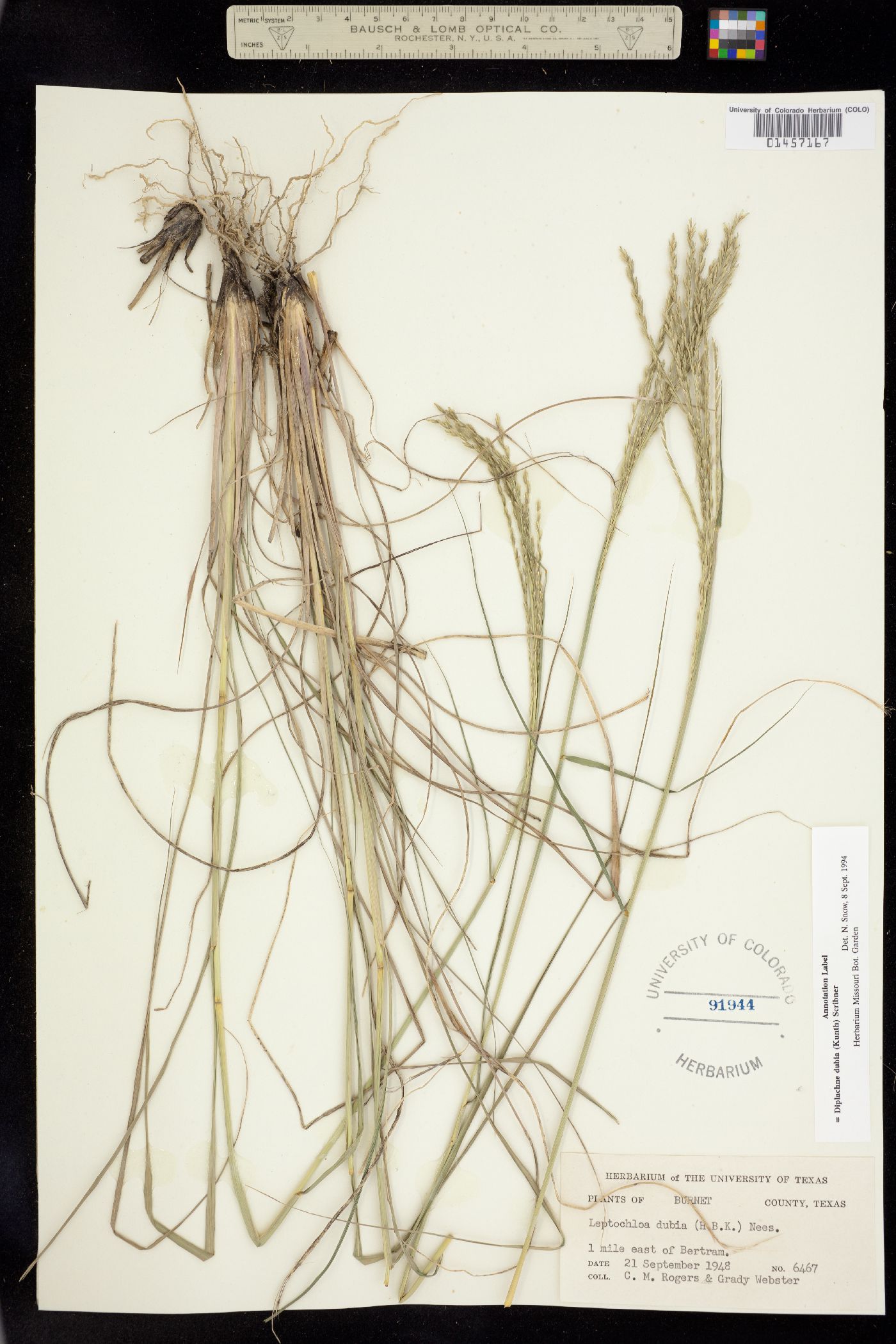 Leptochloa dubia image
