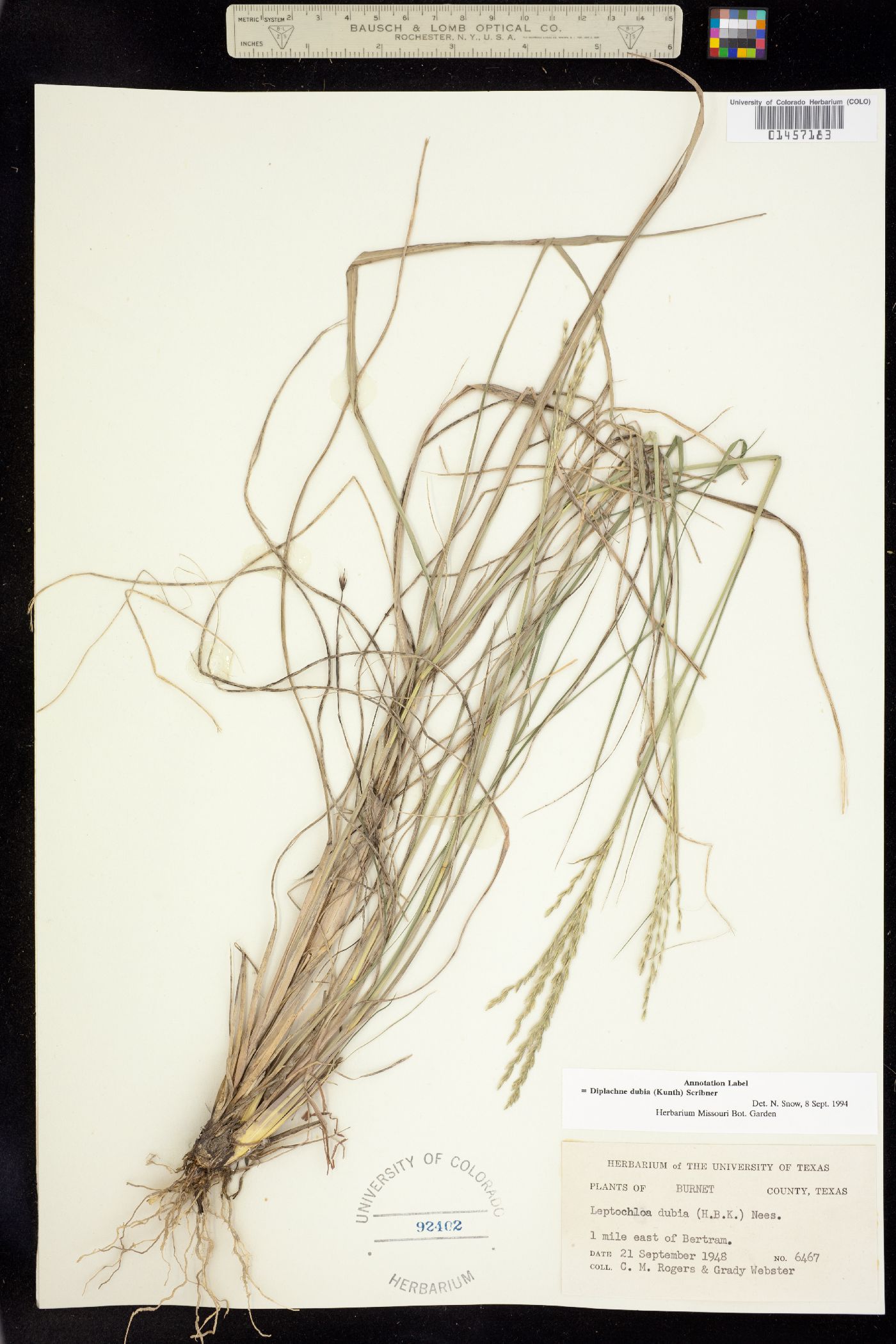 Leptochloa dubia image