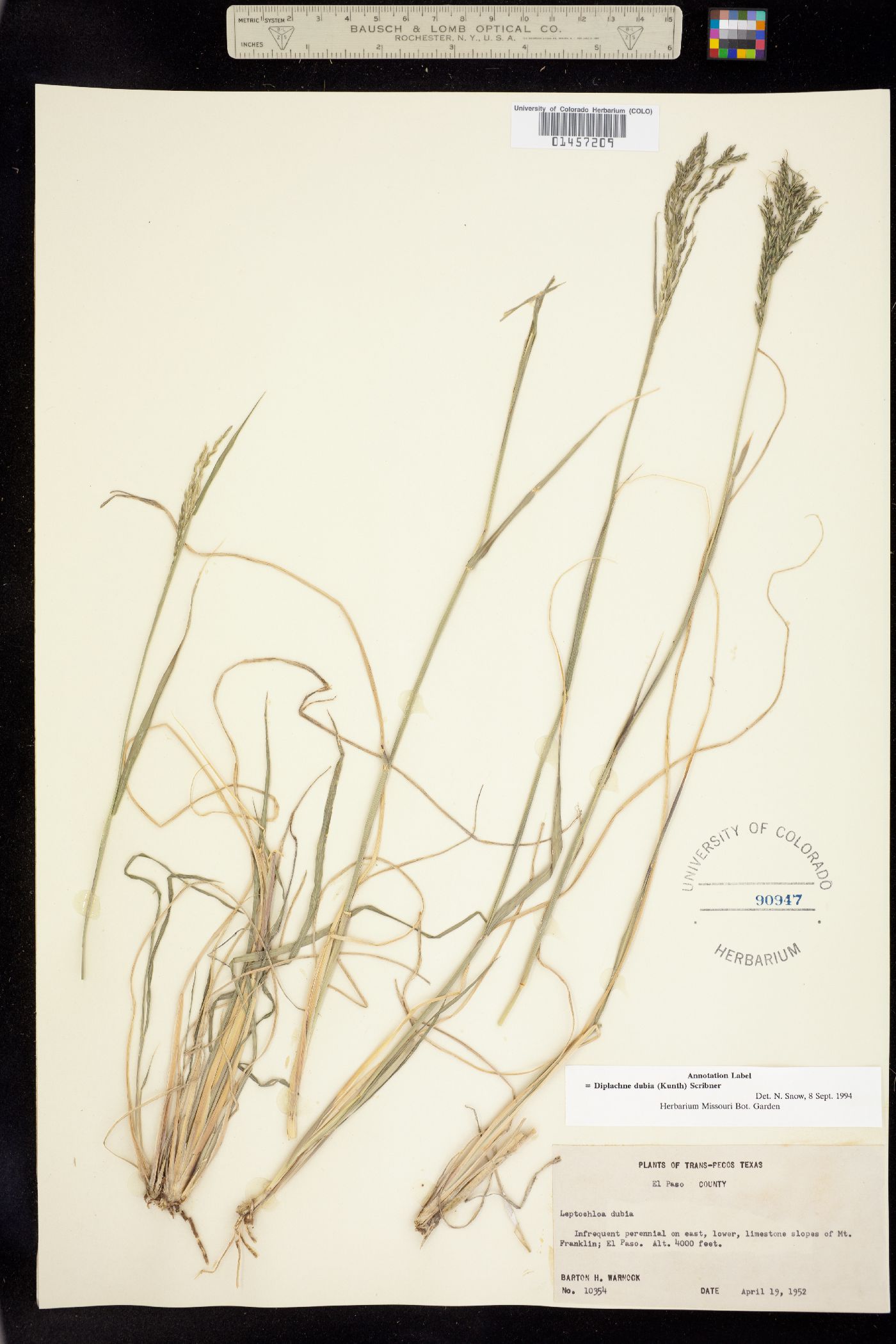 Leptochloa dubia image