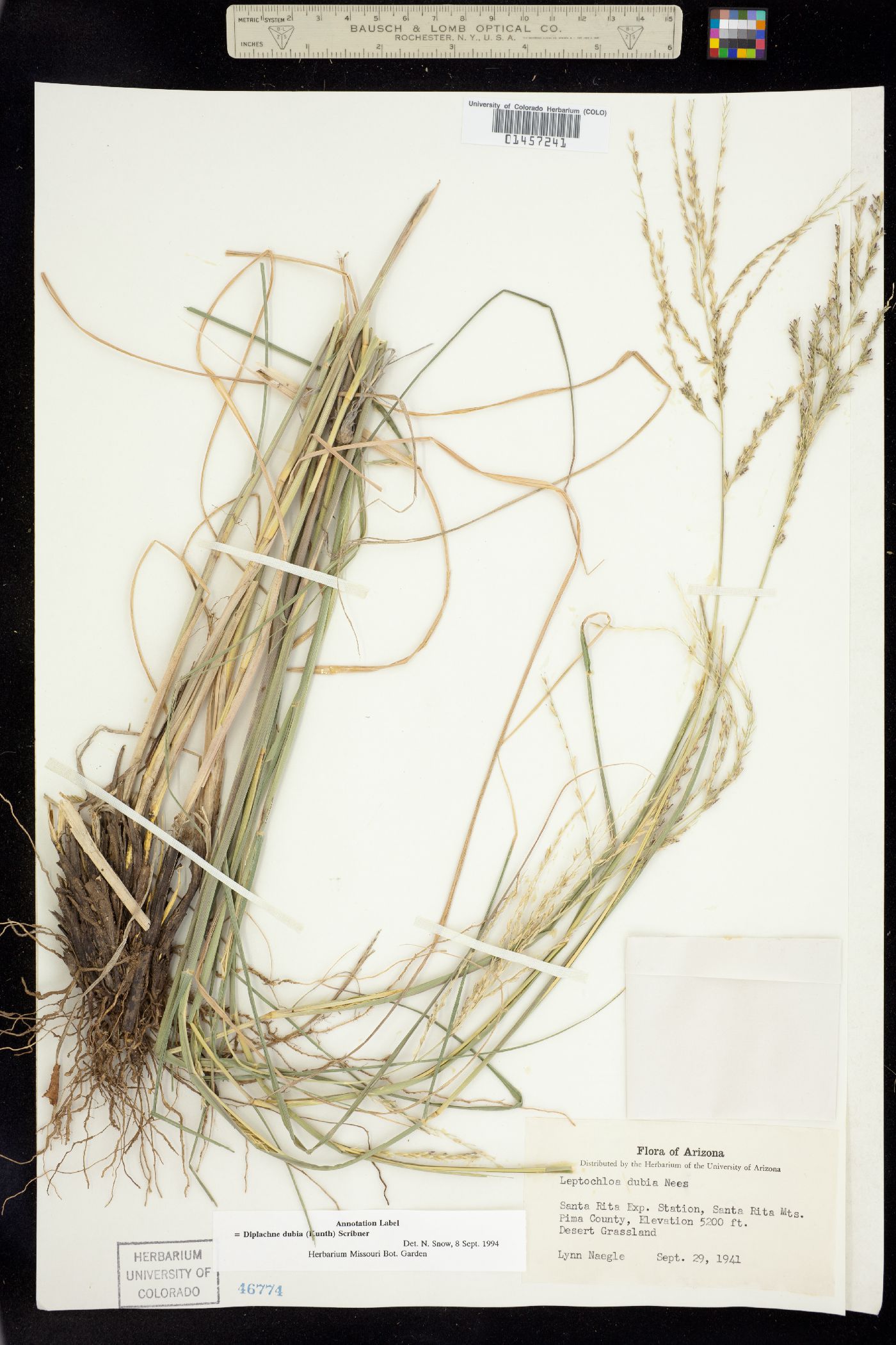 Leptochloa dubia image