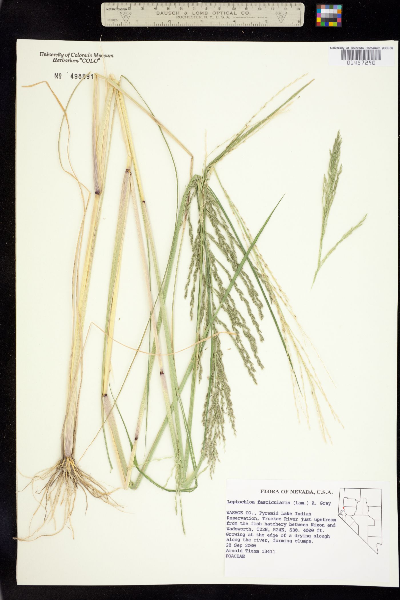 Leptochloa fusca image