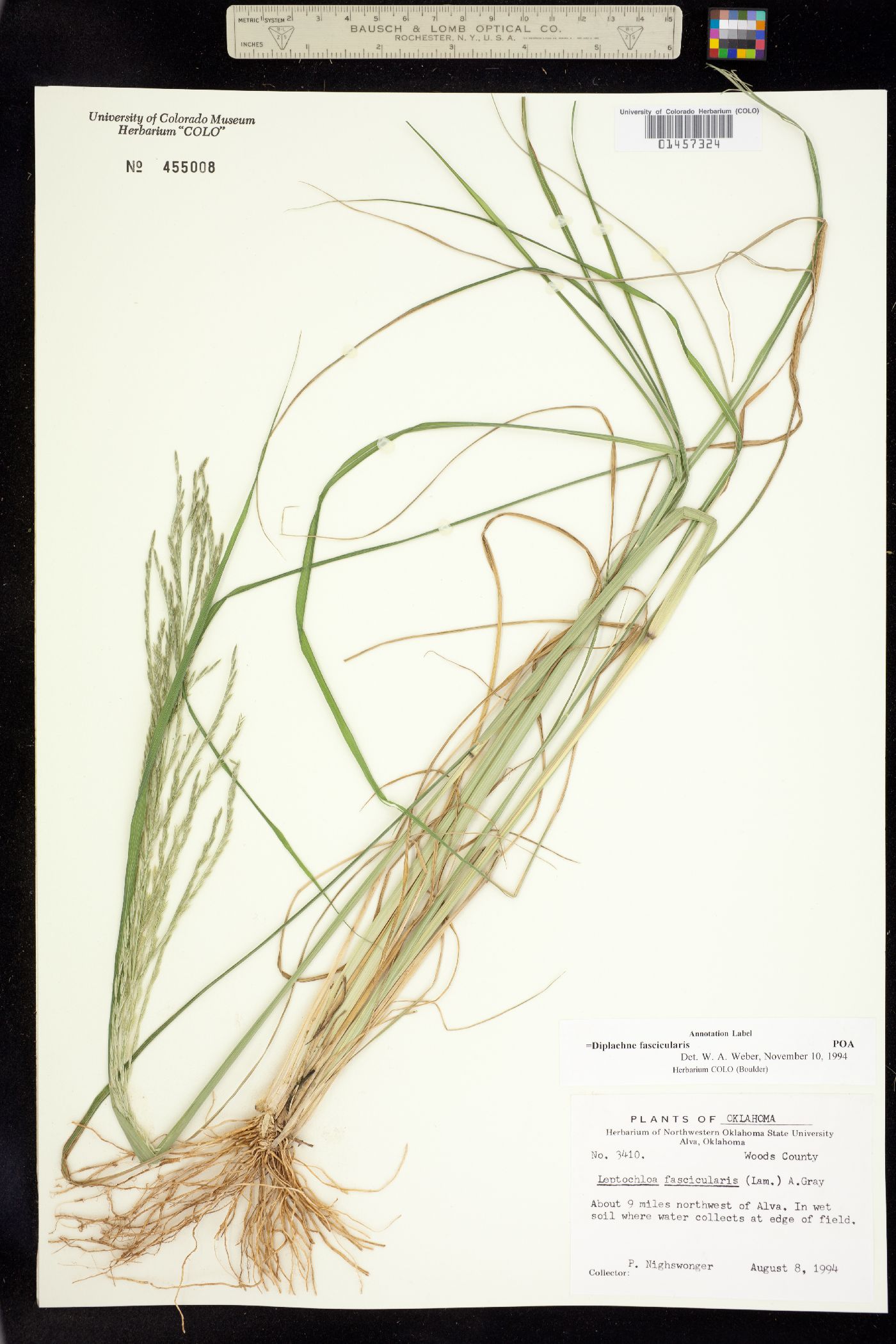 Leptochloa image