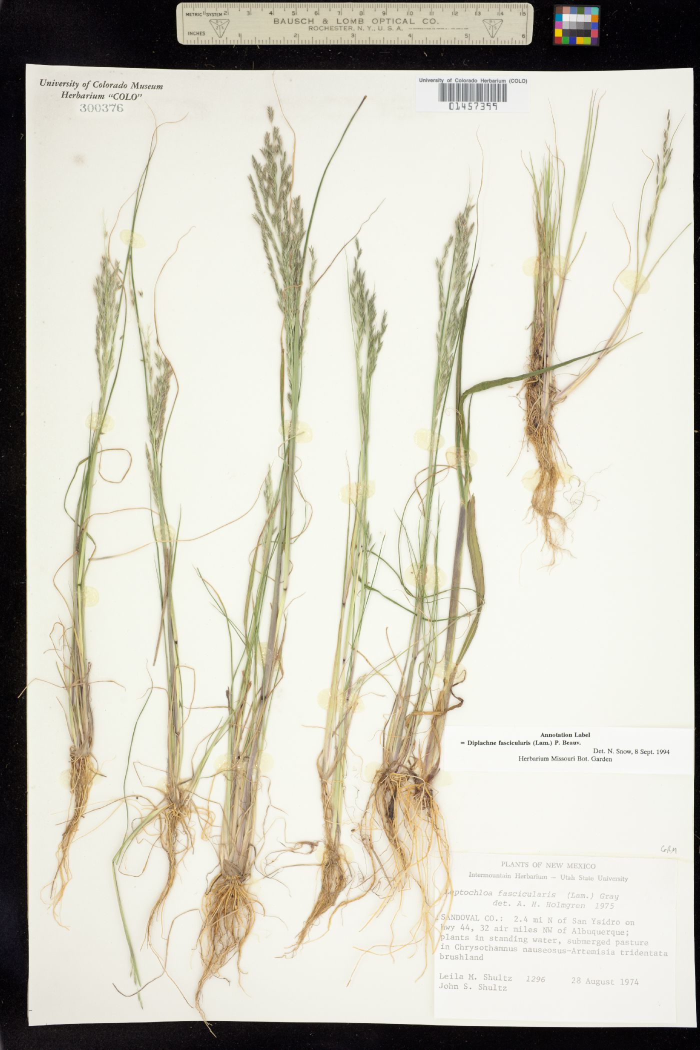Leptochloa image