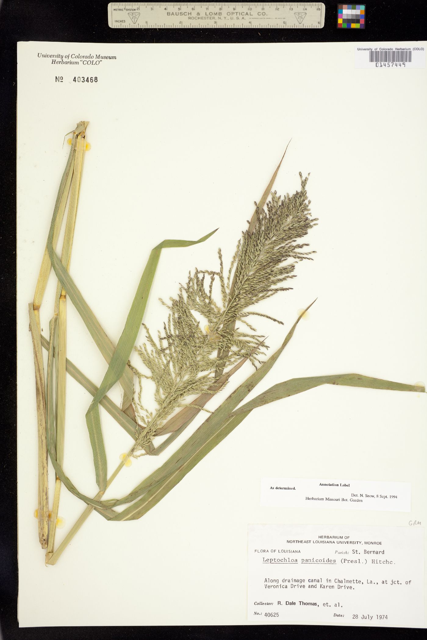 Leptochloa image