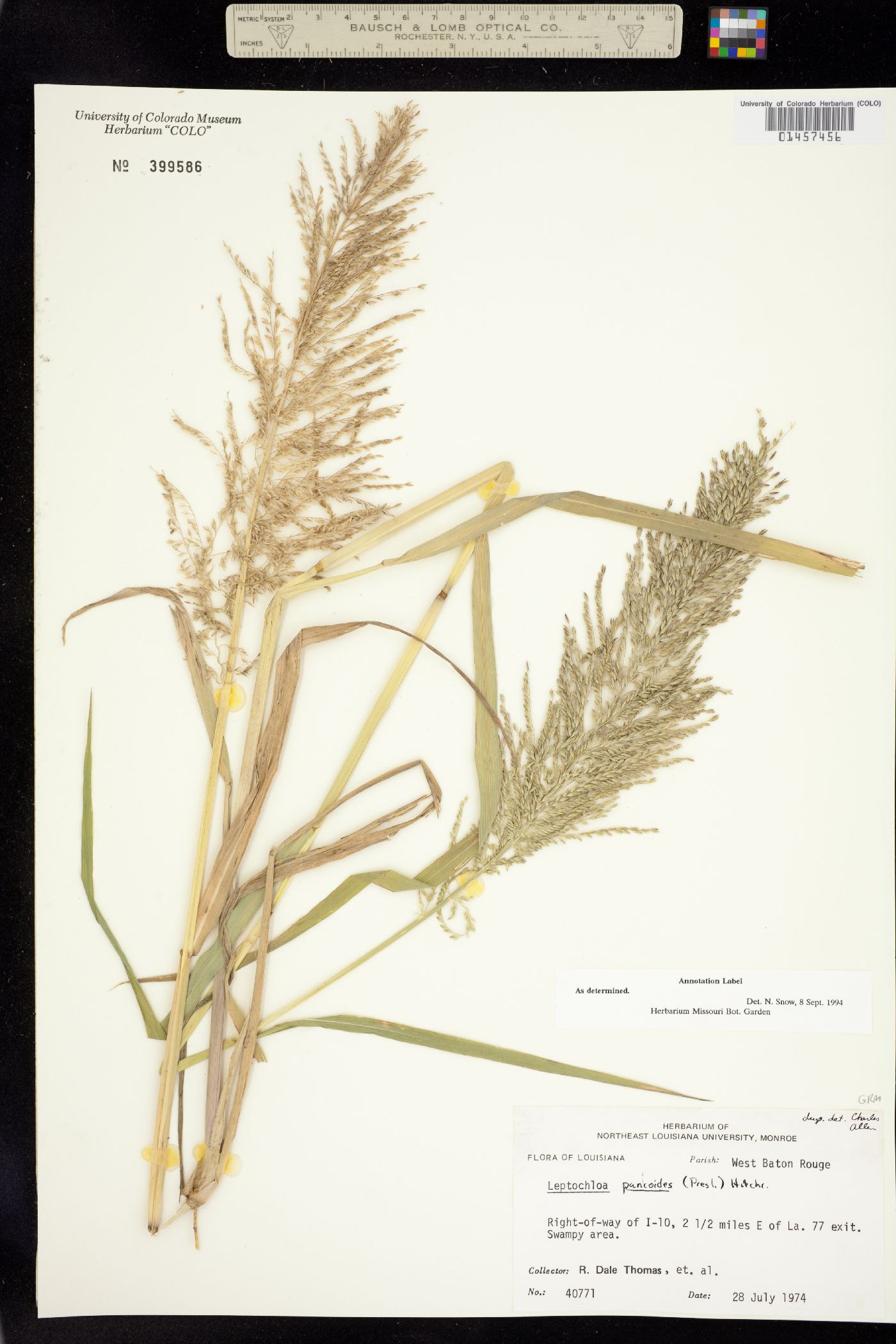 Leptochloa panicoides image