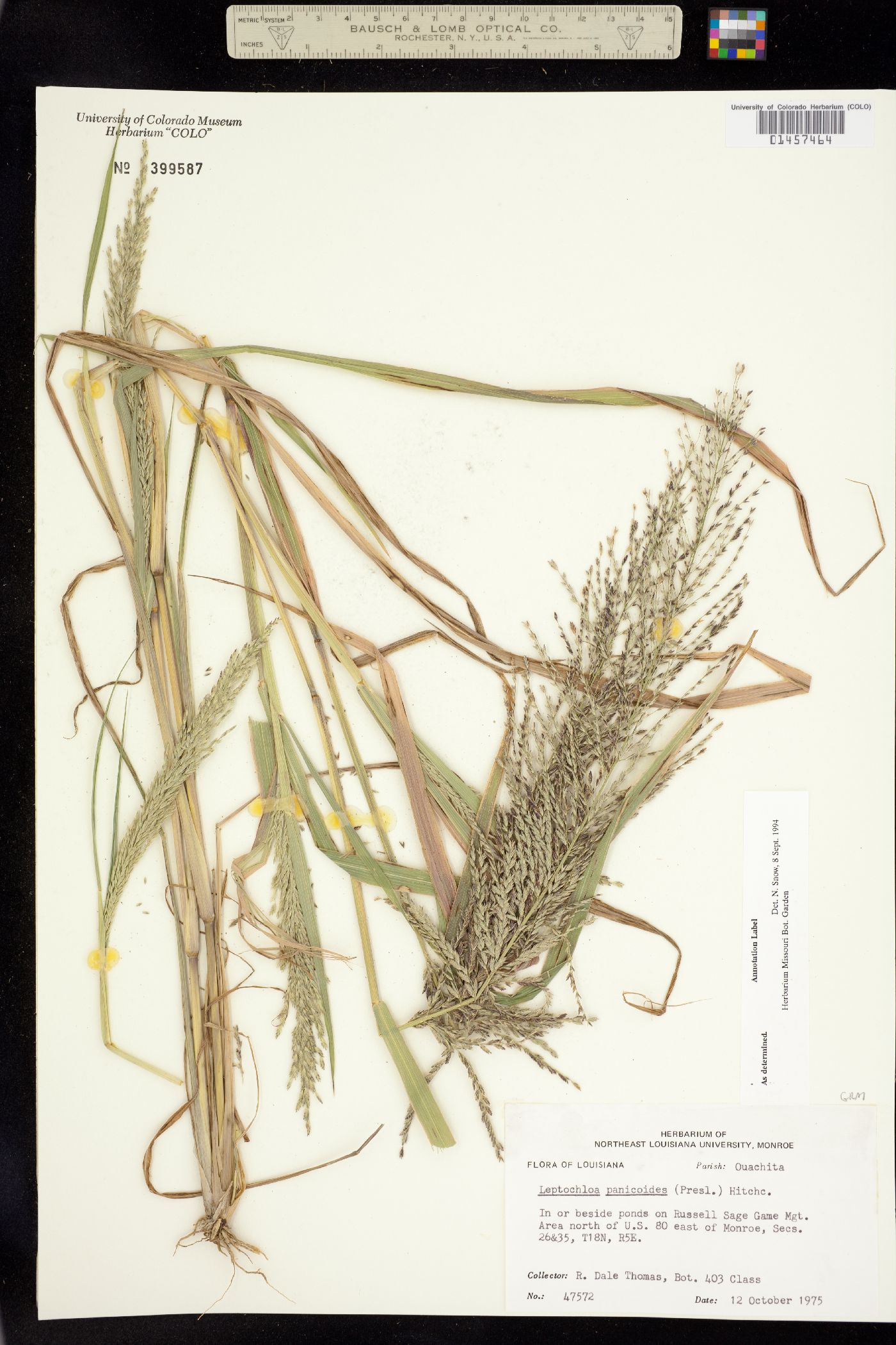 Leptochloa panicoides image