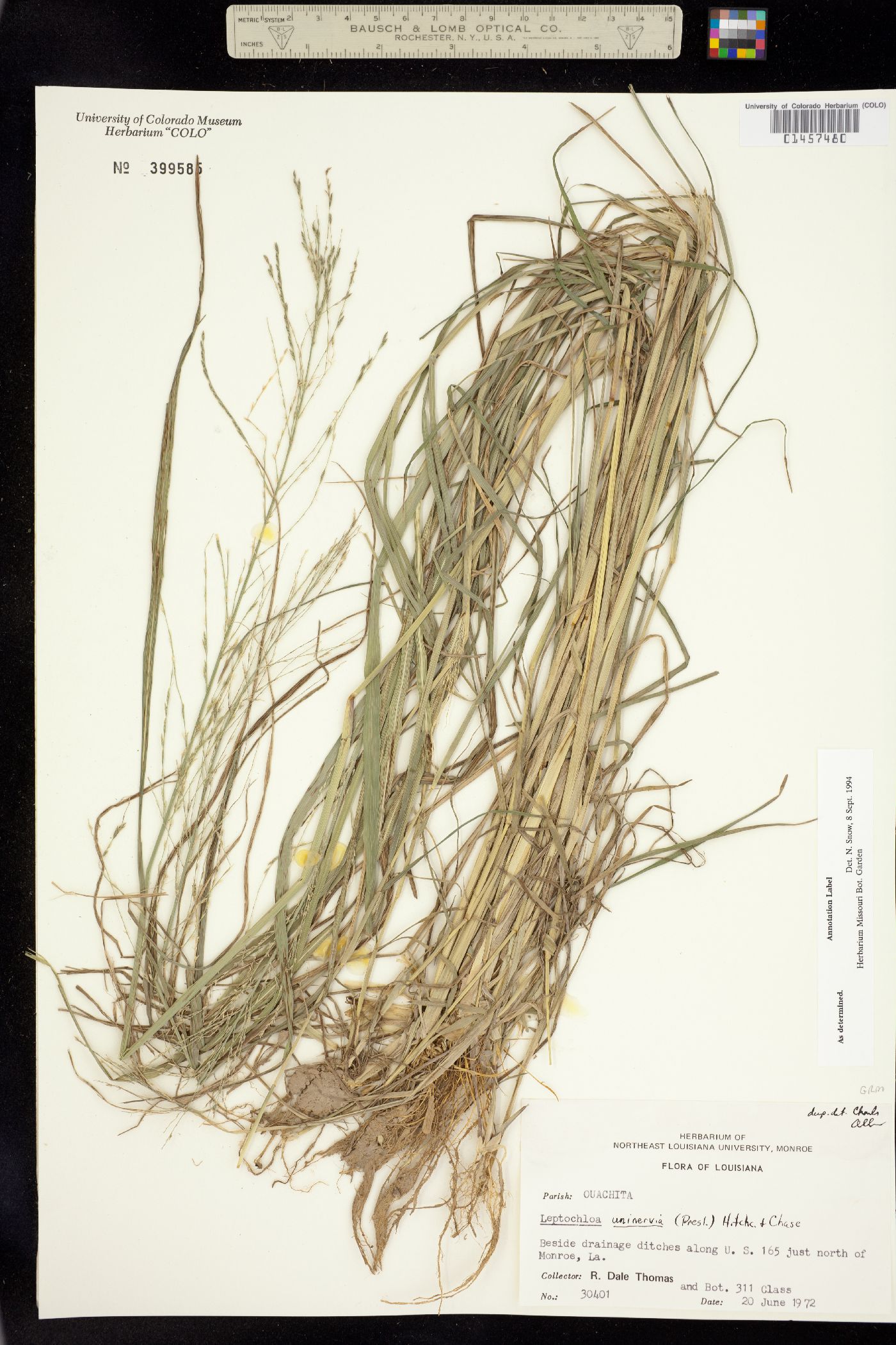 Leptochloa fusca image