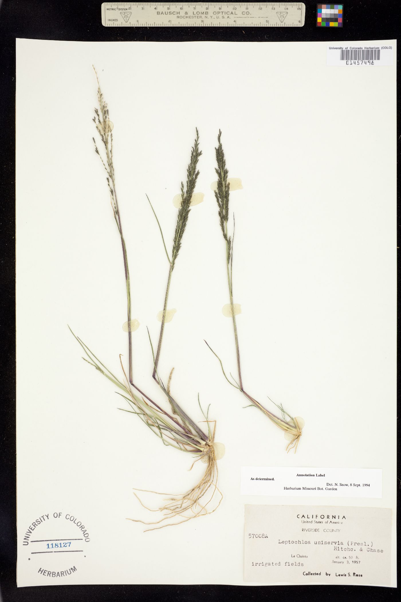 Leptochloa fusca ssp. uninervia image