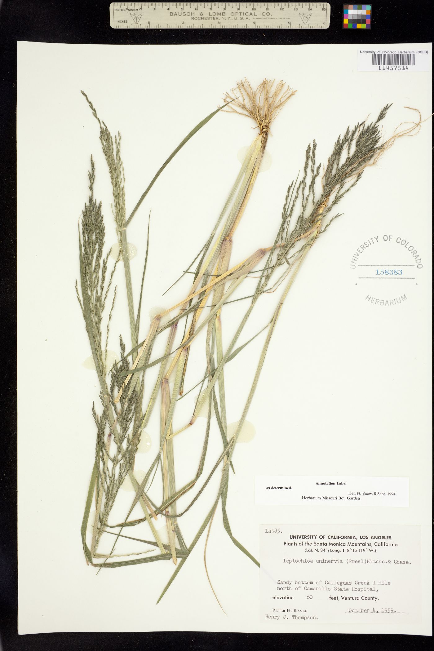 Leptochloa fusca ssp. uninervia image