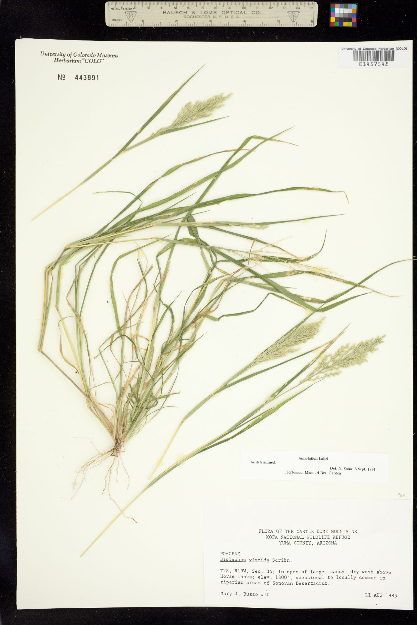 Leptochloa viscida image