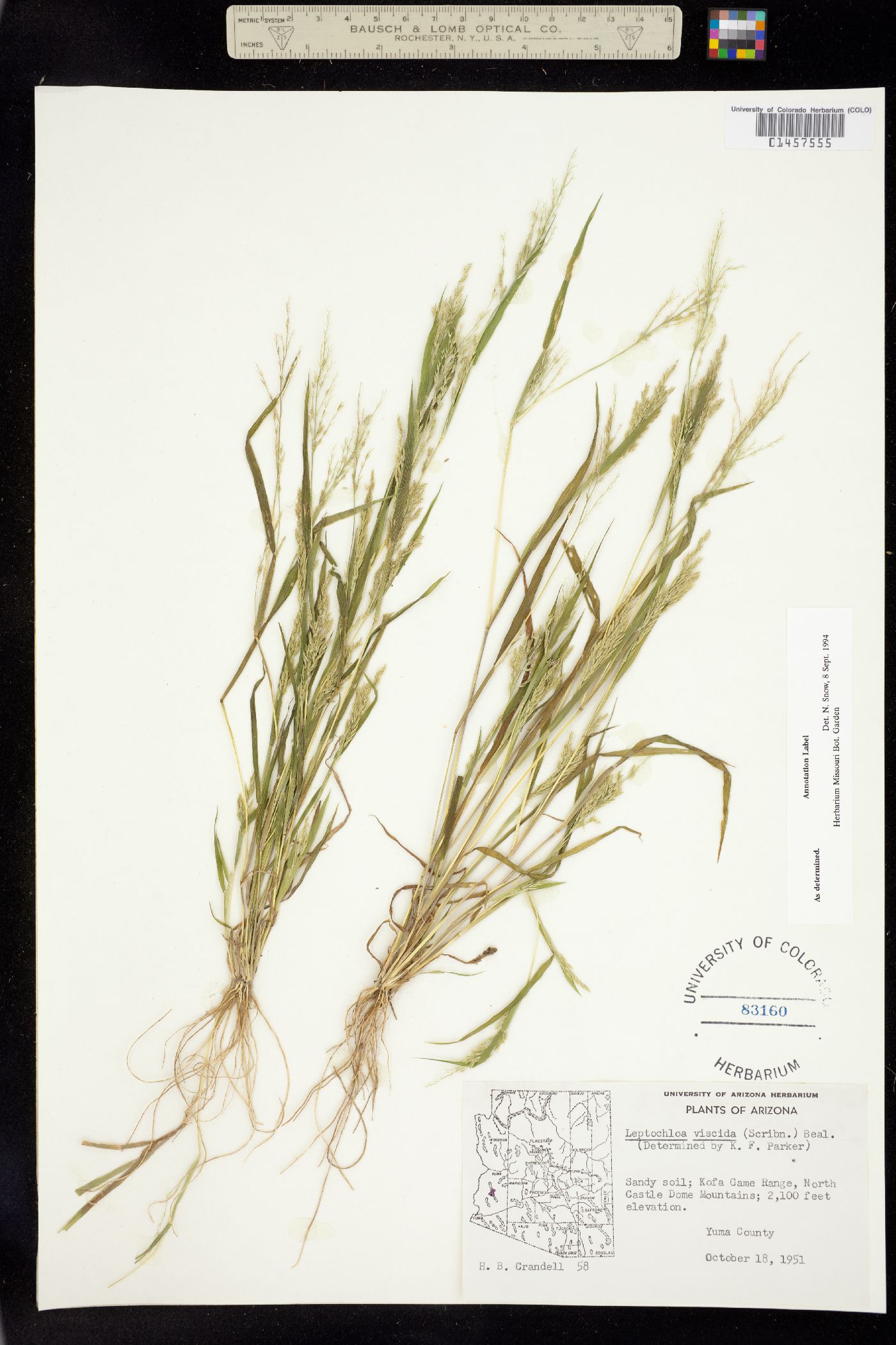 Leptochloa viscida image